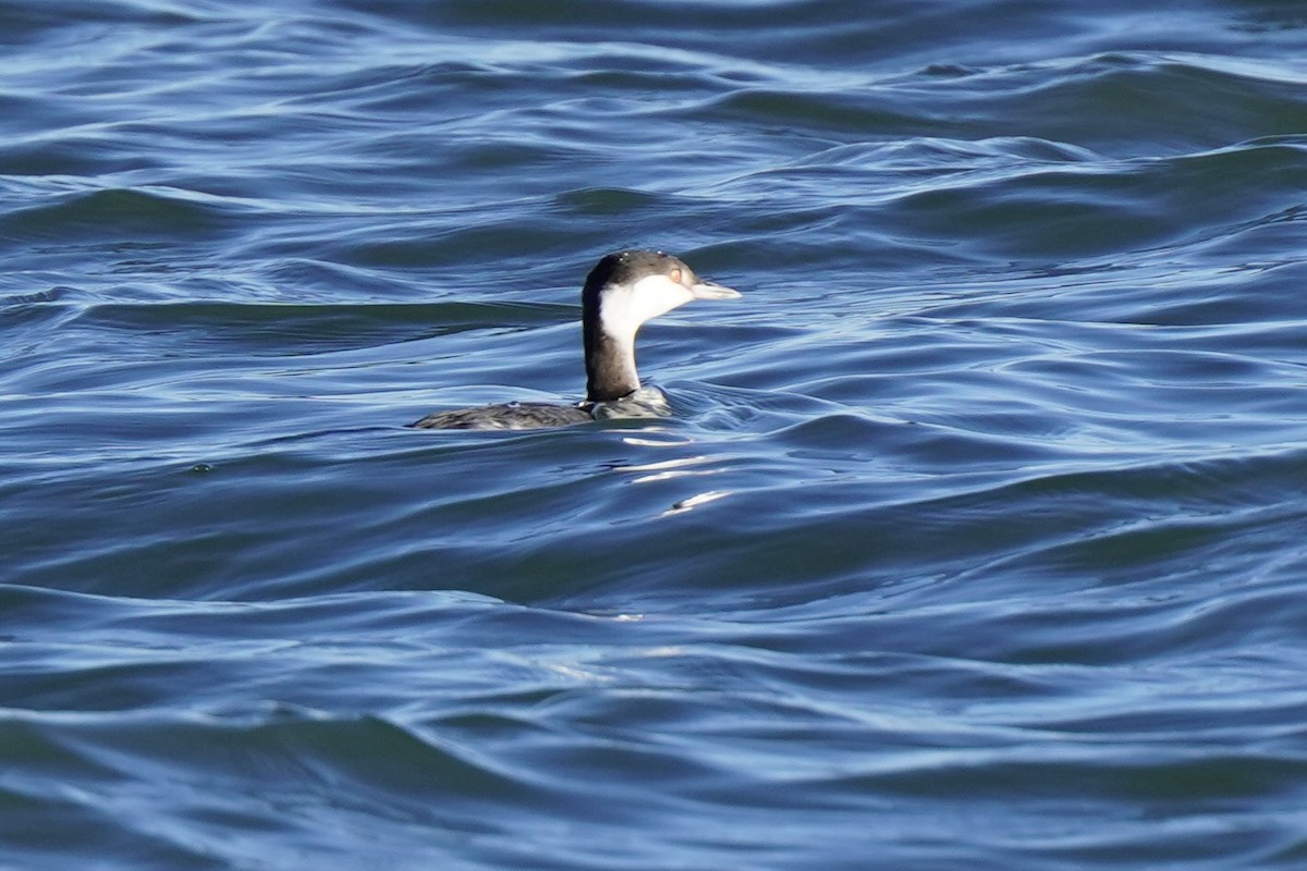 Красношейная поганка - ML647785362