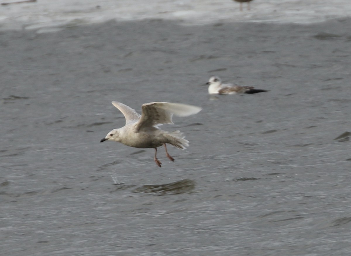 アイスランドカモメ - ML647785368