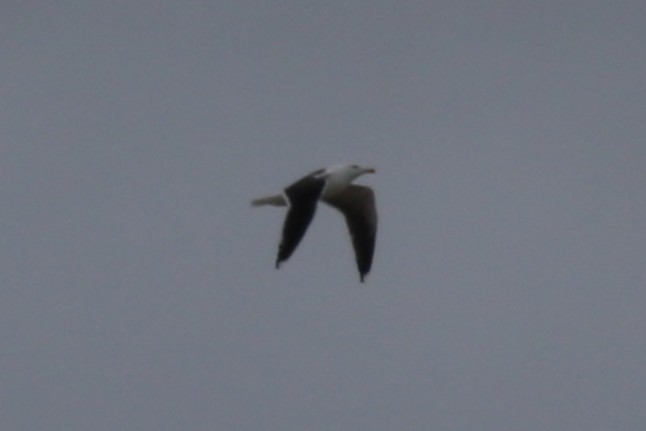 racek mořský - ML647785387