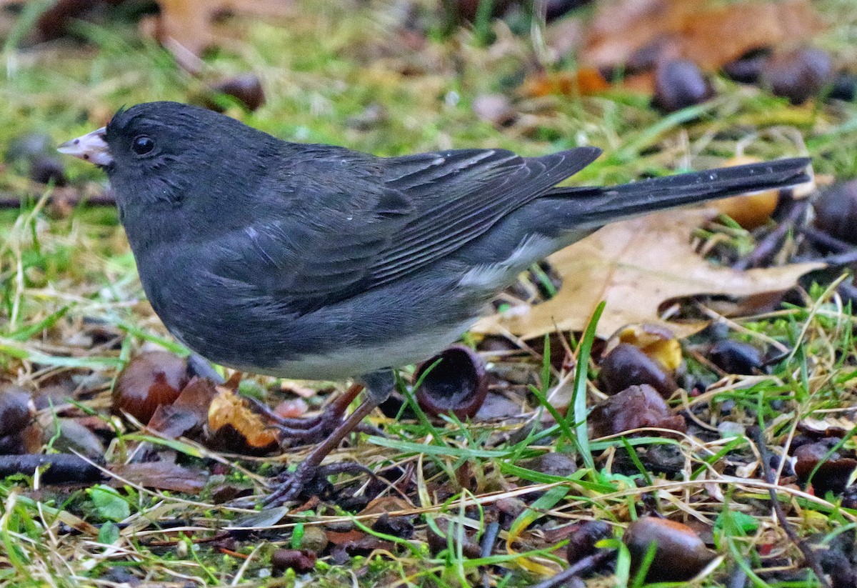 strnadec zimní (ssp. hyemalis/carolinensis) - ML647785398