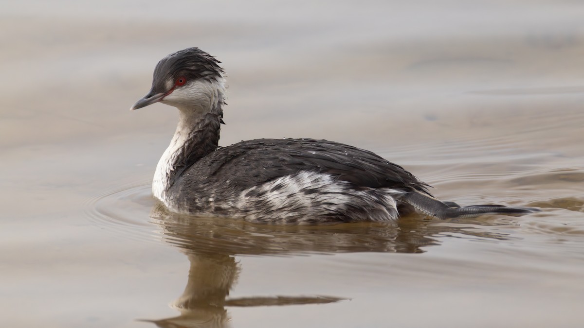 Красношейная поганка - ML647785403