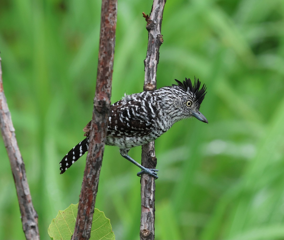 Barred Antshrike - ML647785409