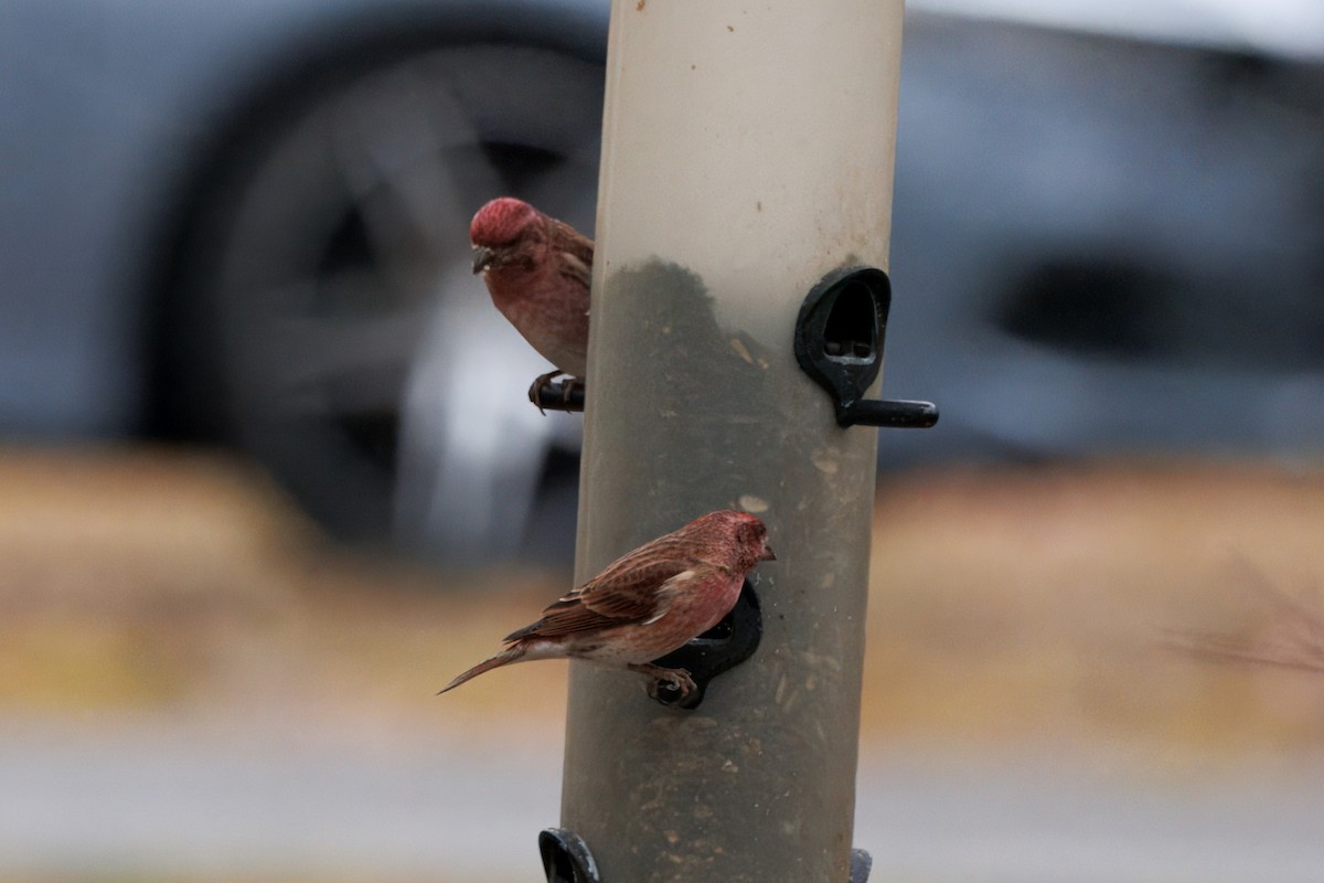 Чечевиця кармінова - ML647785415