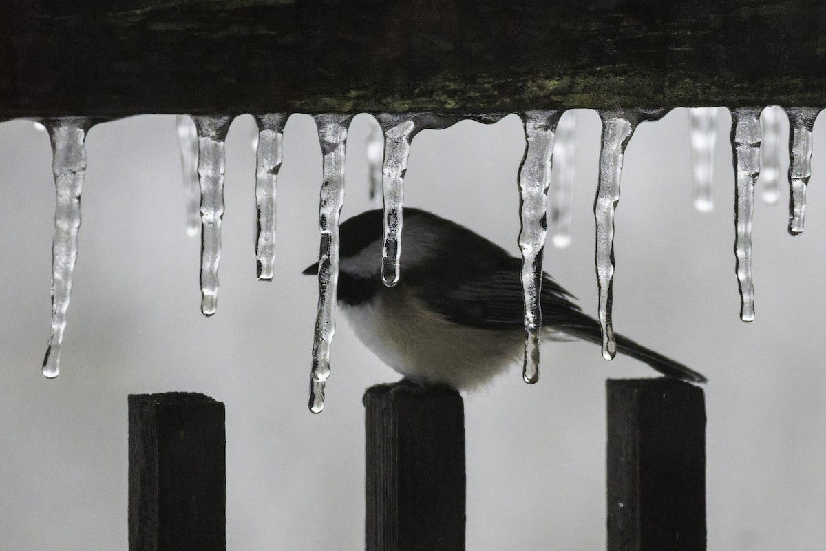 Гаїчка світлокрила - ML647785420