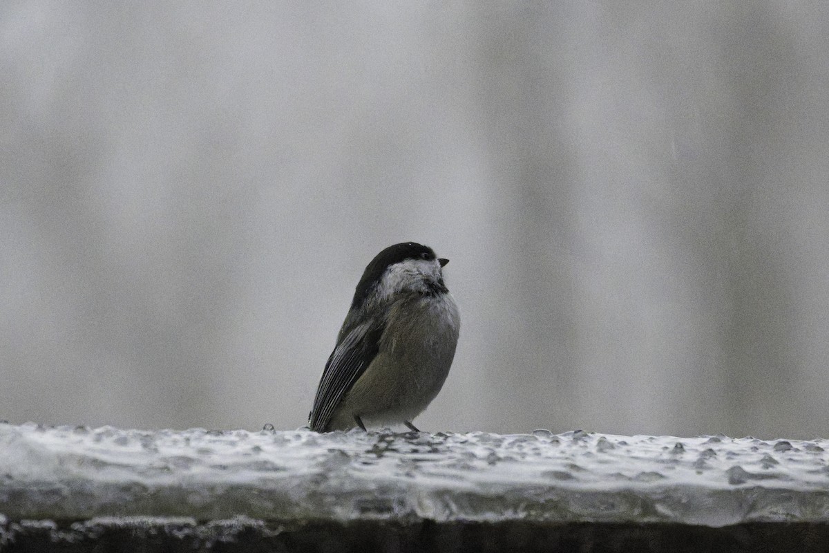 Гаїчка світлокрила - ML647785421