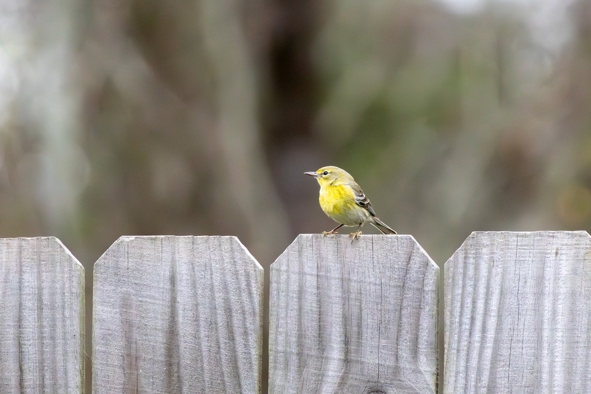 Pine Warbler - ML647785437