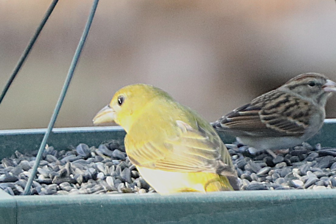 eBird Checklist - 29 Dec 2025 - Parliament Ct, Tallahassee US-FL - 14 ...