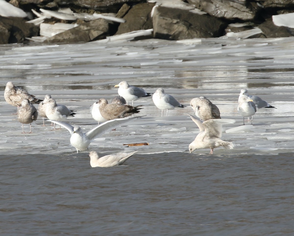 アイスランドカモメ - ML647785459