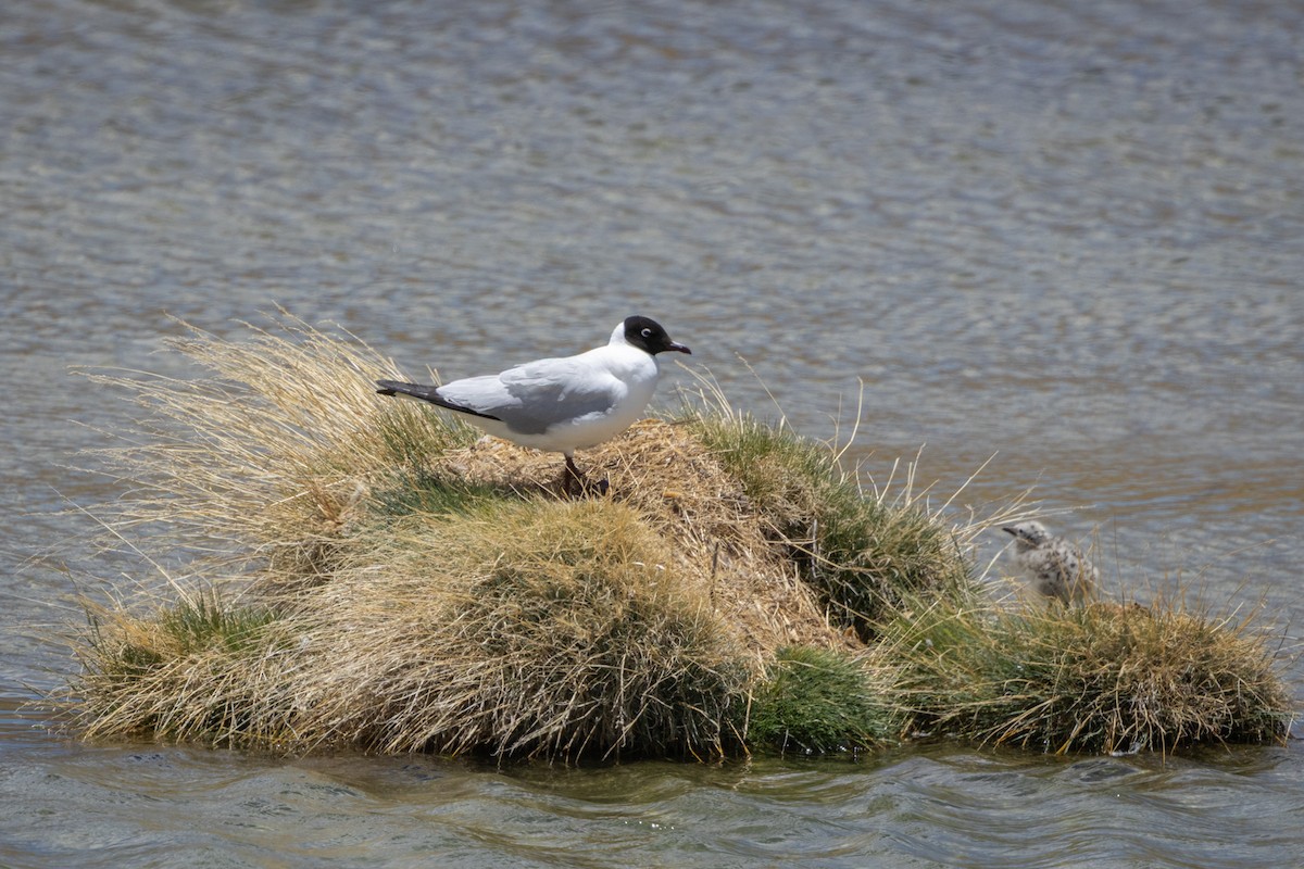 Mouette des Andes - ML647785464