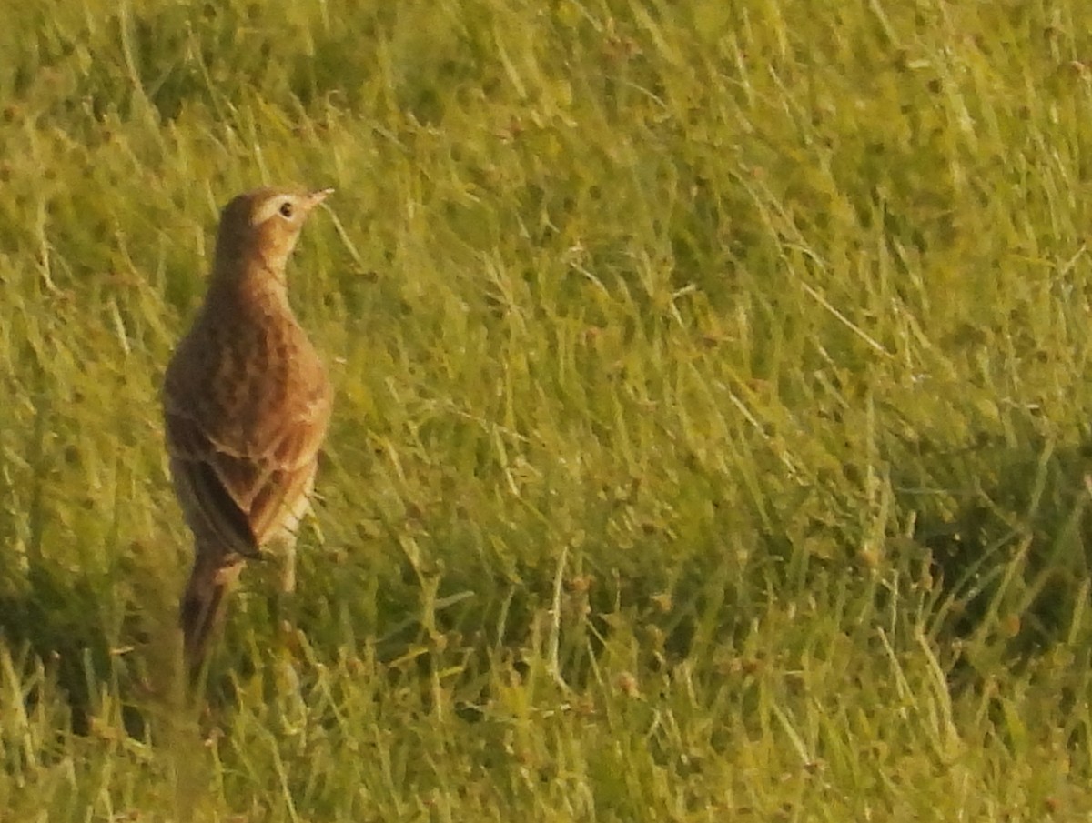 Степной конёк - ML647785482