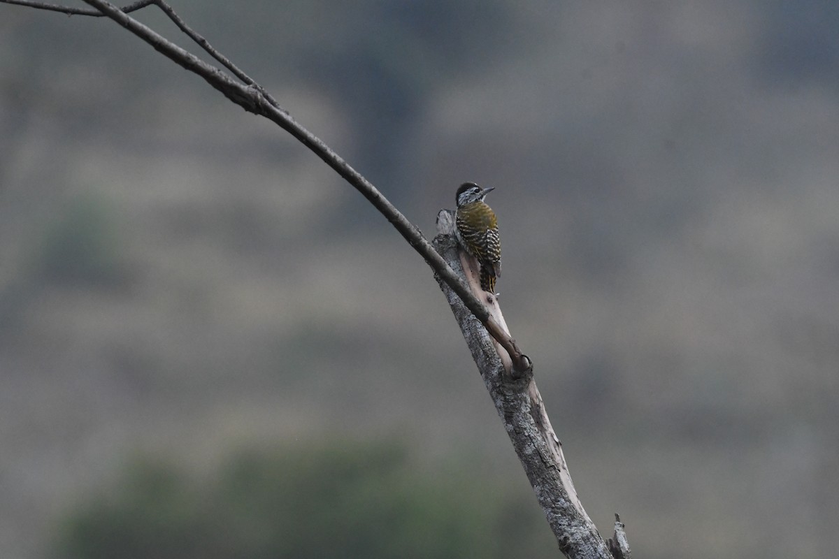 Cardinal Woodpecker - ML647785491