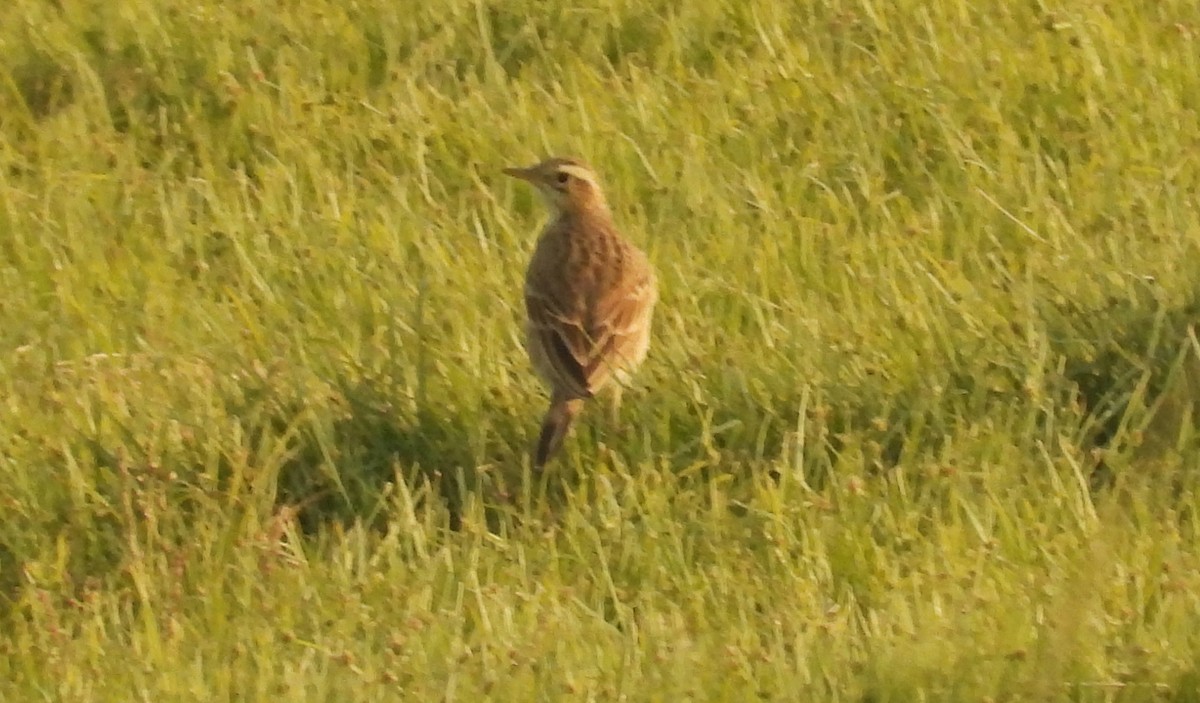 Степной конёк - ML647785501