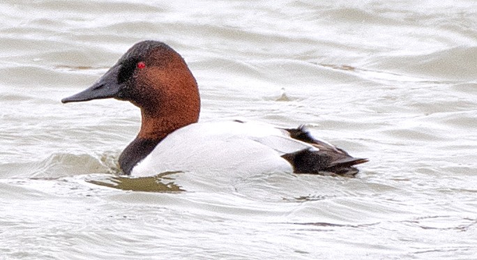 Murgilari bizkarzuria - ML647785525