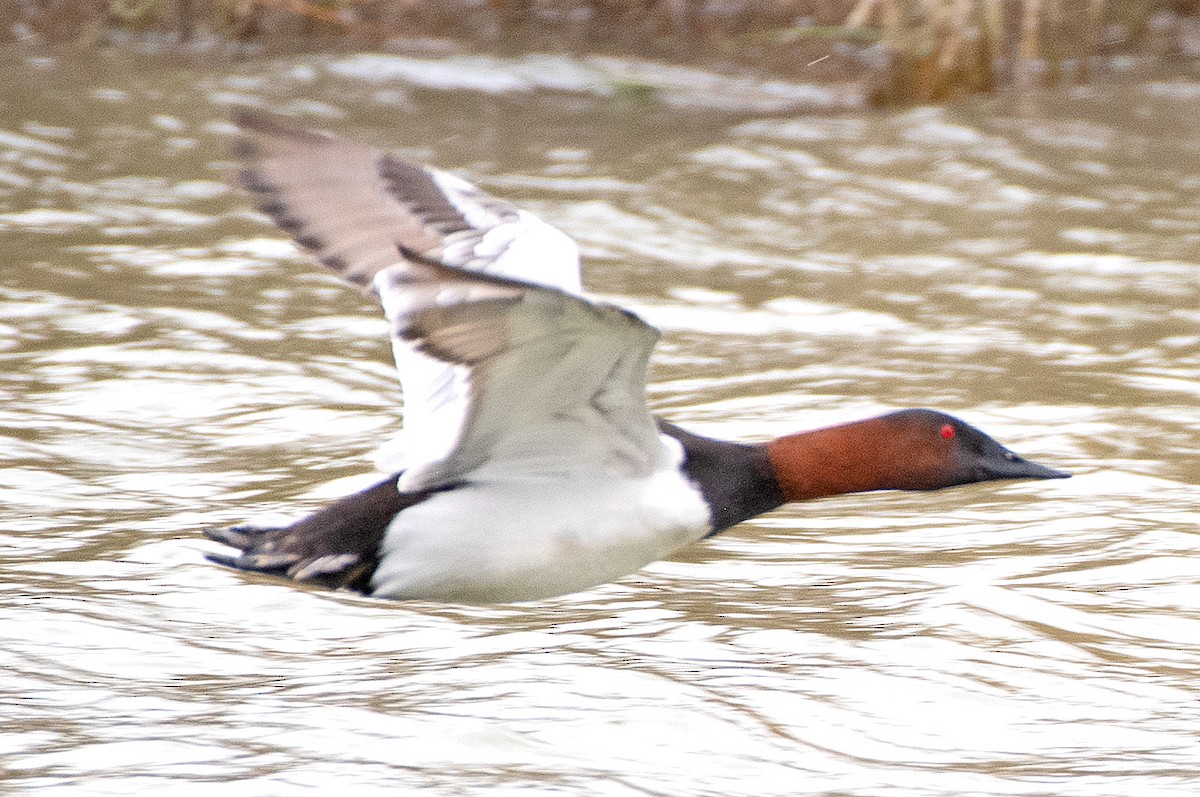 Murgilari bizkarzuria - ML647785526