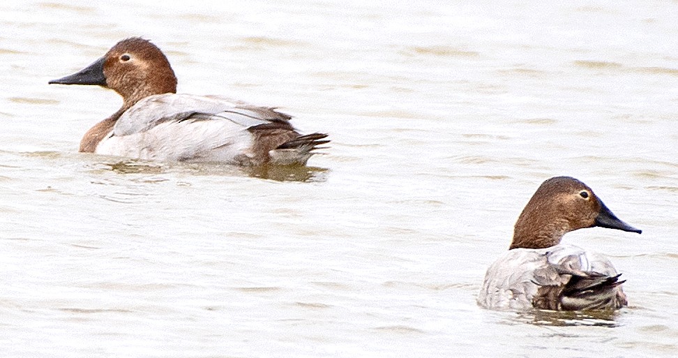 Murgilari bizkarzuria - ML647785527