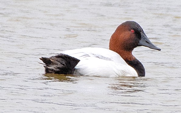 Murgilari bizkarzuria - ML647785528