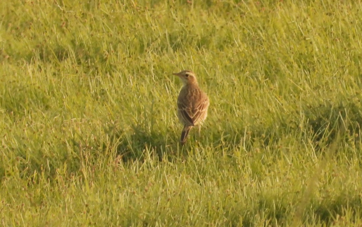 Степной конёк - ML647785533