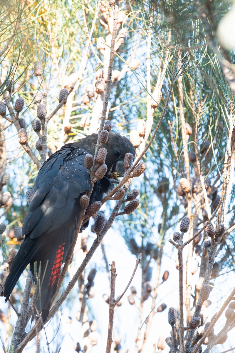 テリクロオウム - ML647785534