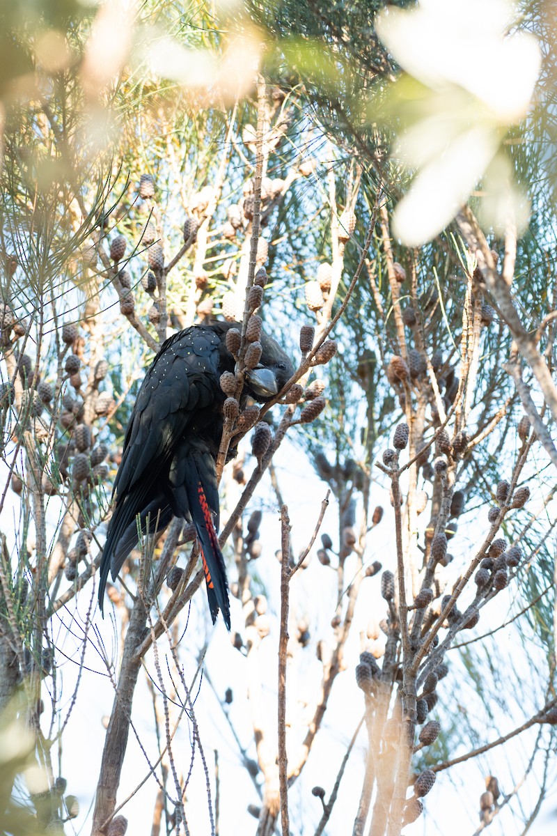 テリクロオウム - ML647785536