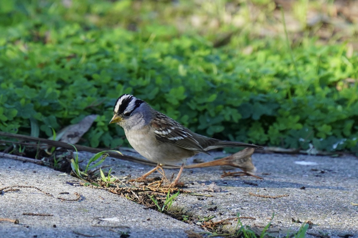 Porsuk Serçesi - ML647785538