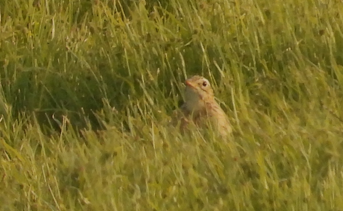 Степной конёк - ML647785554