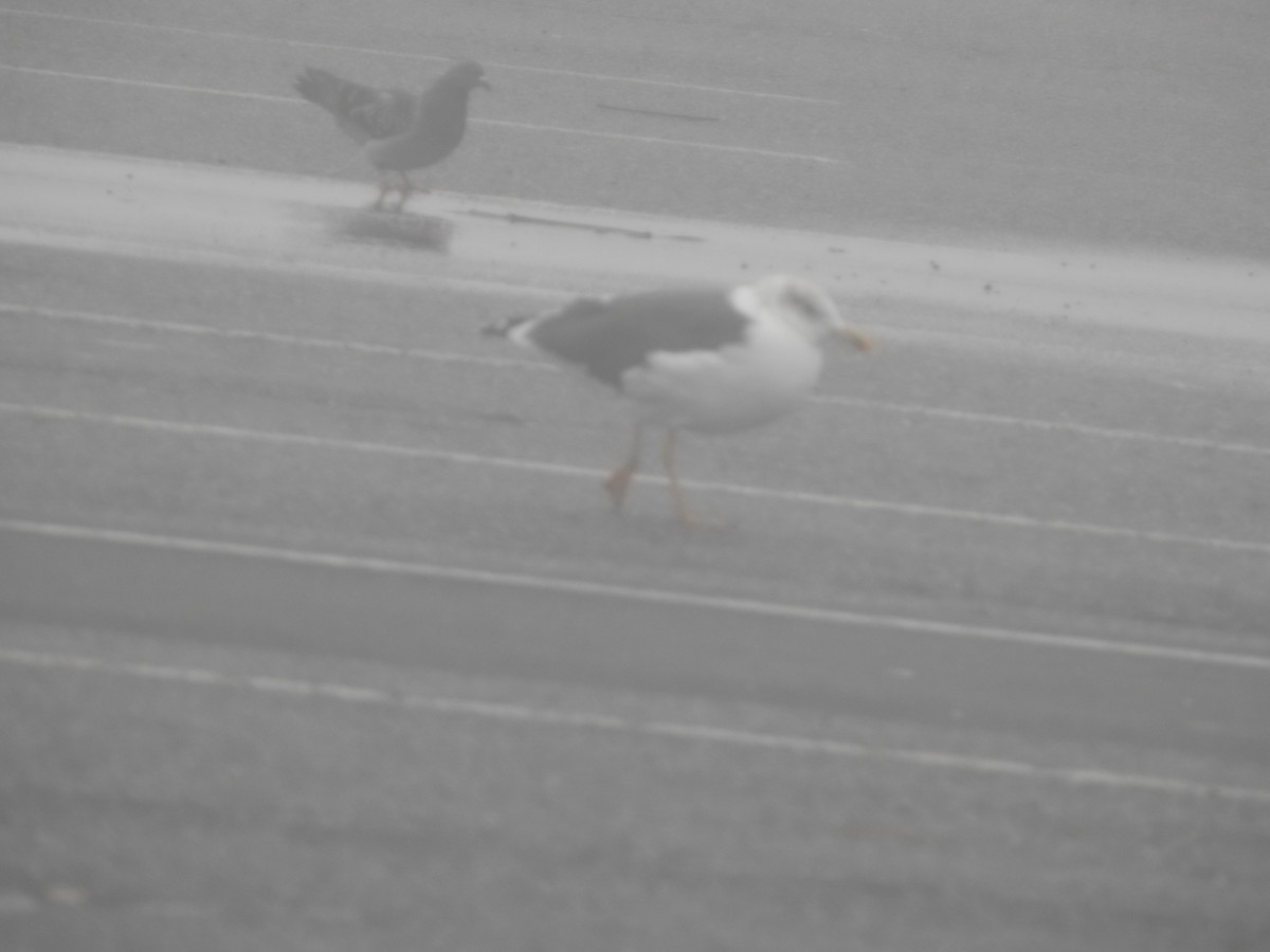 Lesser Black-backed Gull - ML647785572