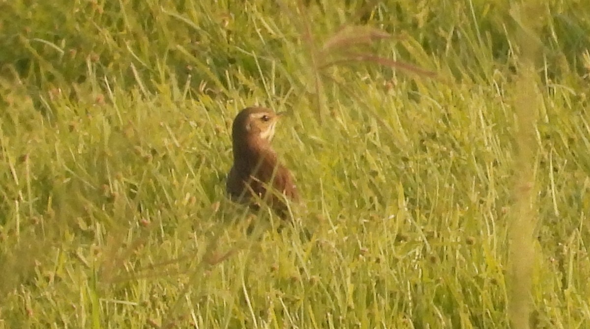 Степной конёк - ML647785573