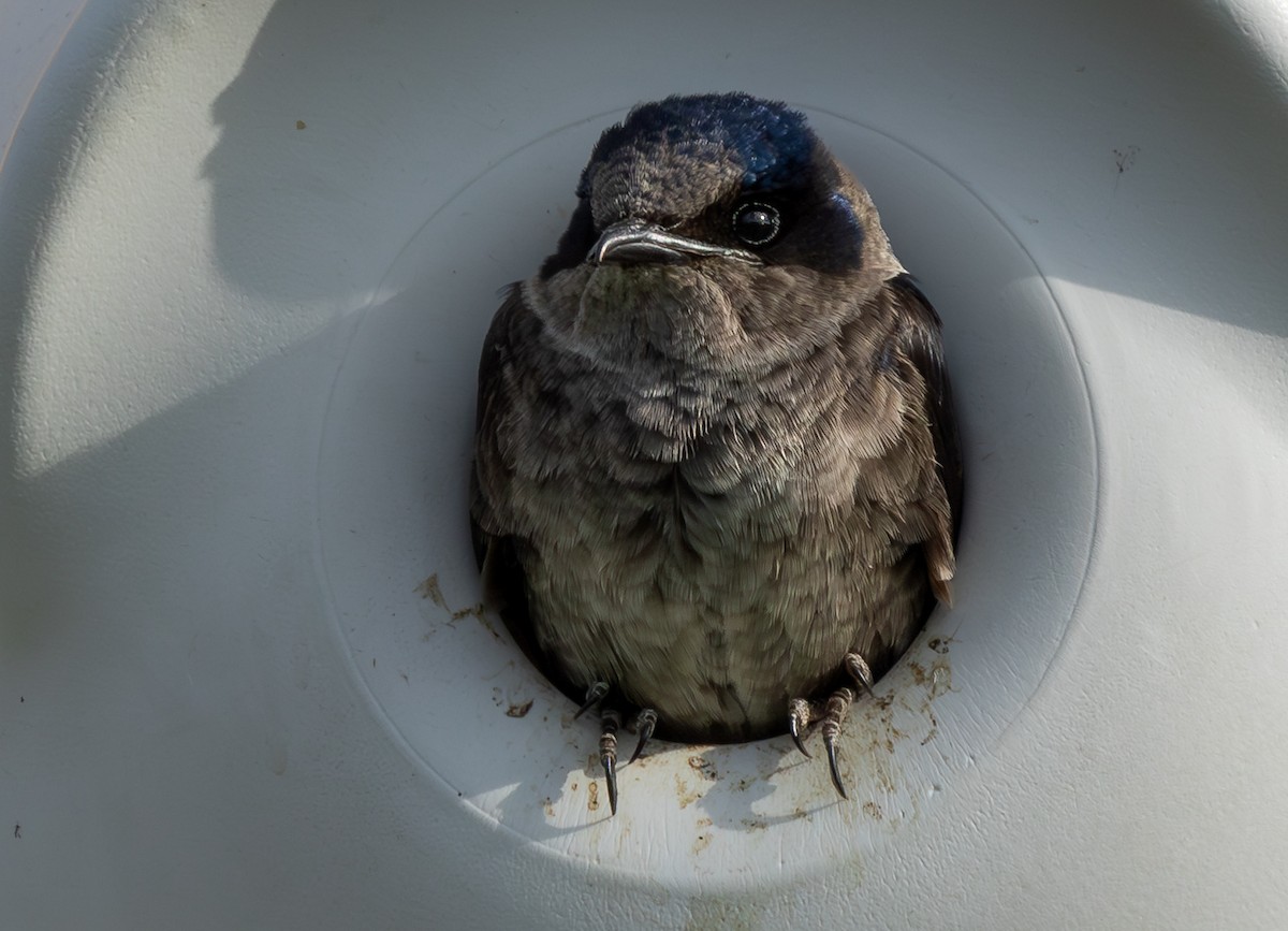 Purple Martin - ML647785574