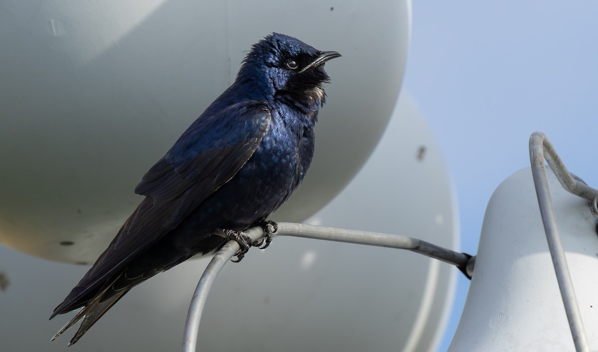 Purple Martin - ML647785575