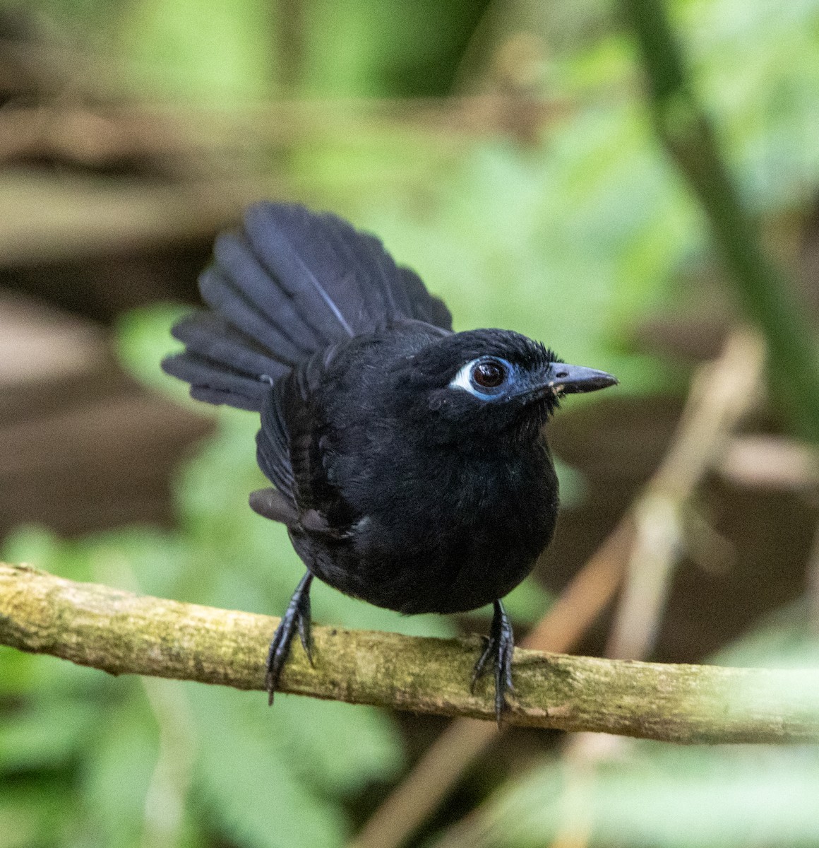 アオメアリドリ - ML647785622