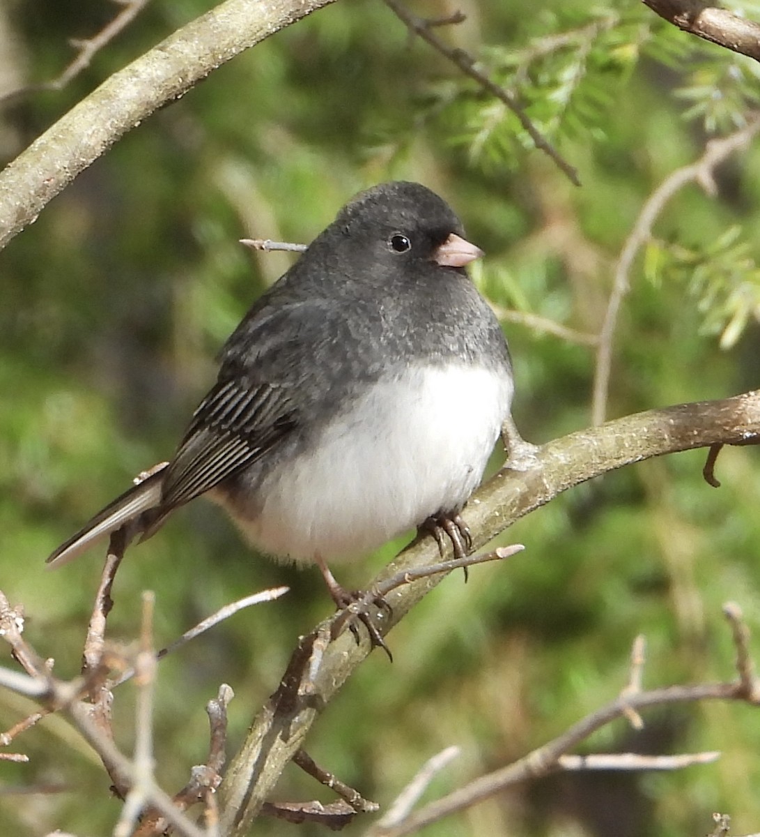 ユキヒメドリ - ML647785624