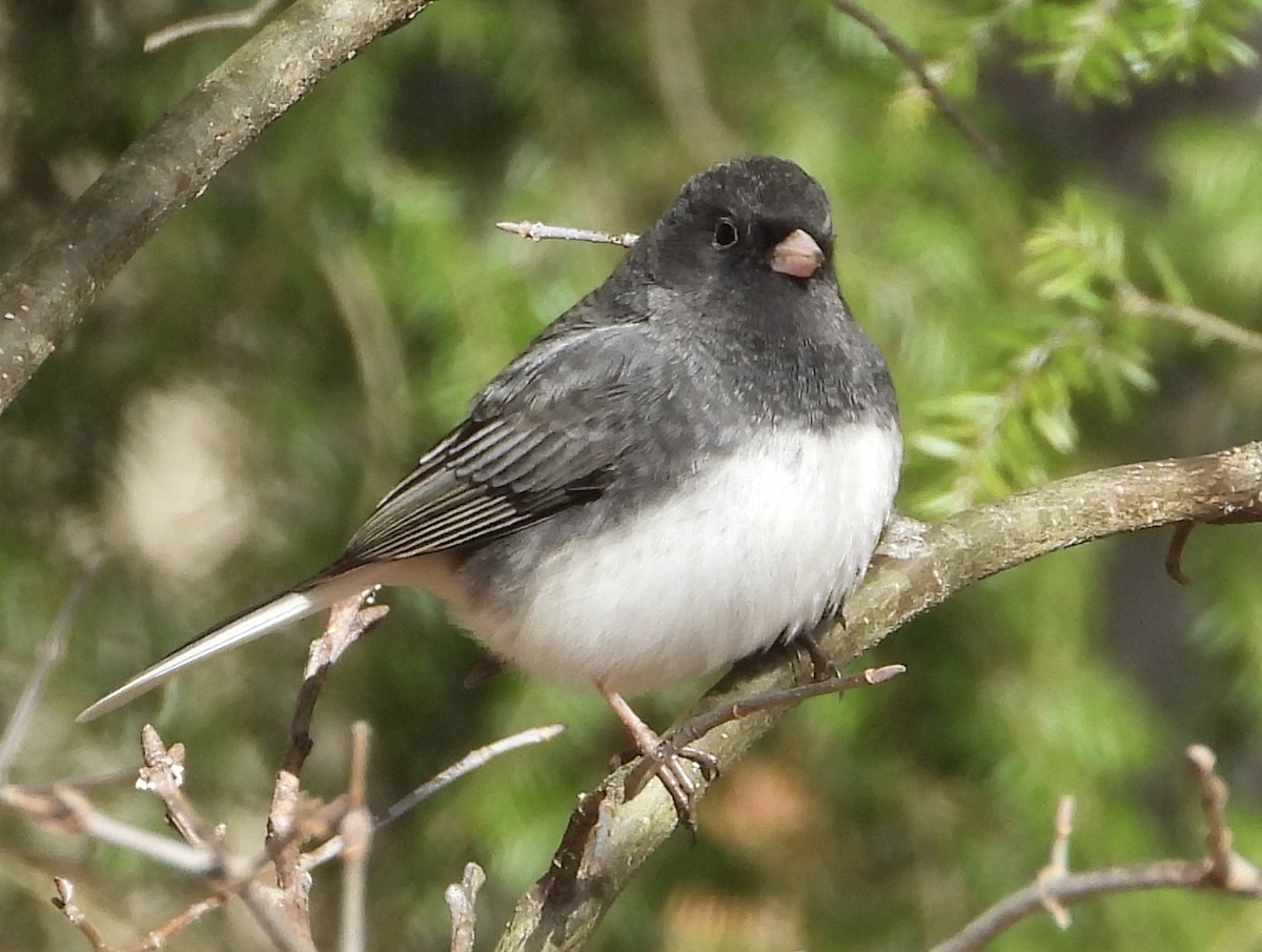 ユキヒメドリ - ML647785625