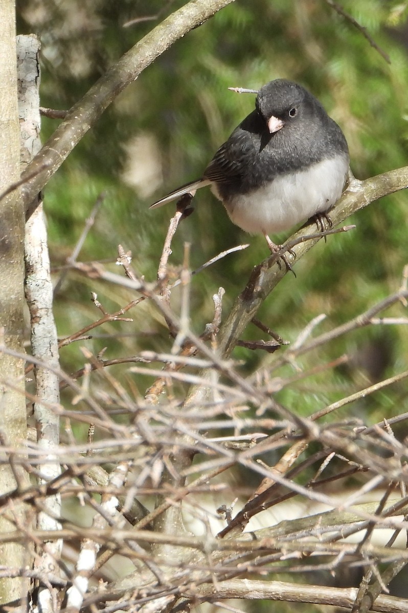 ユキヒメドリ - ML647785626