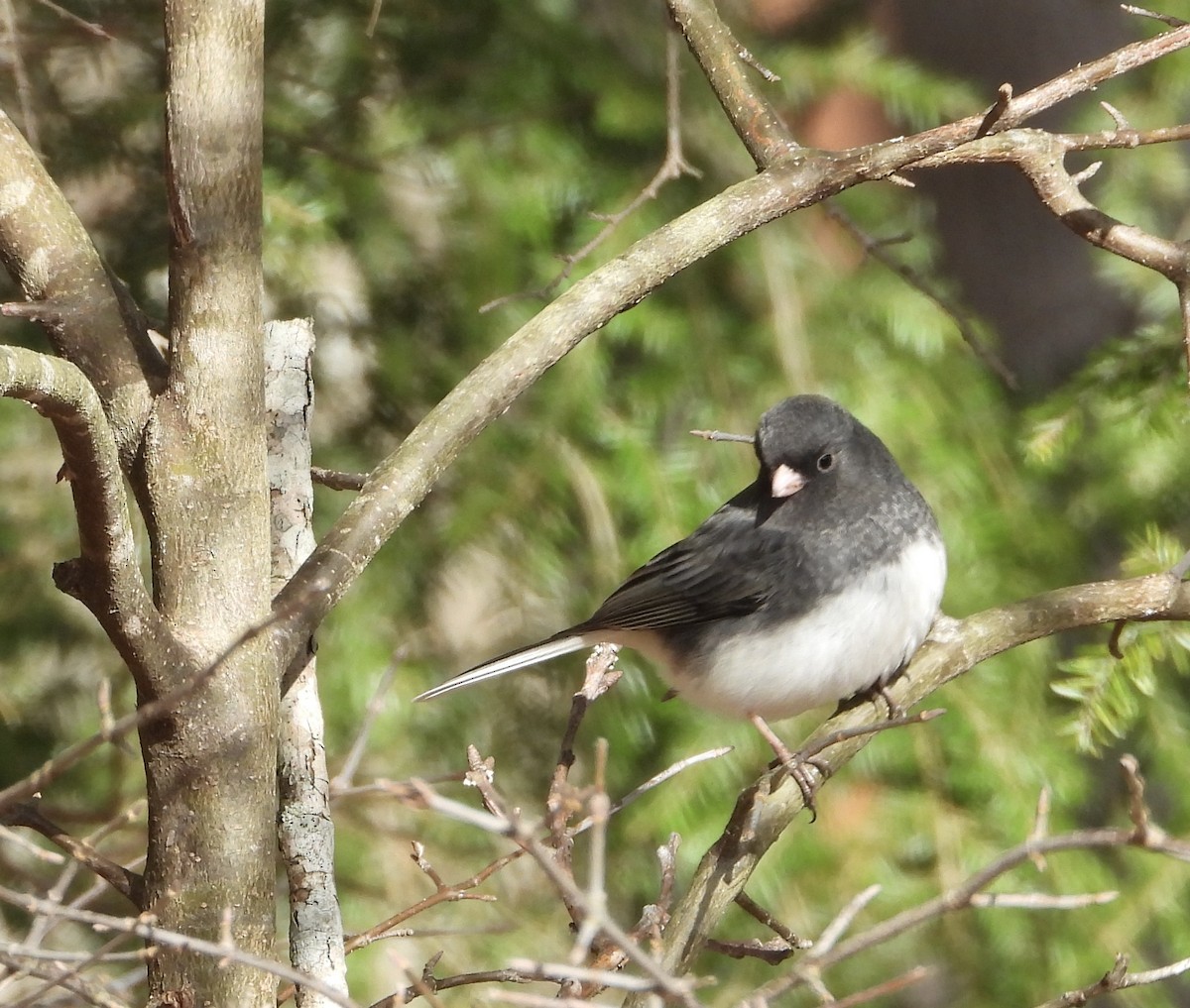 ユキヒメドリ - ML647785627