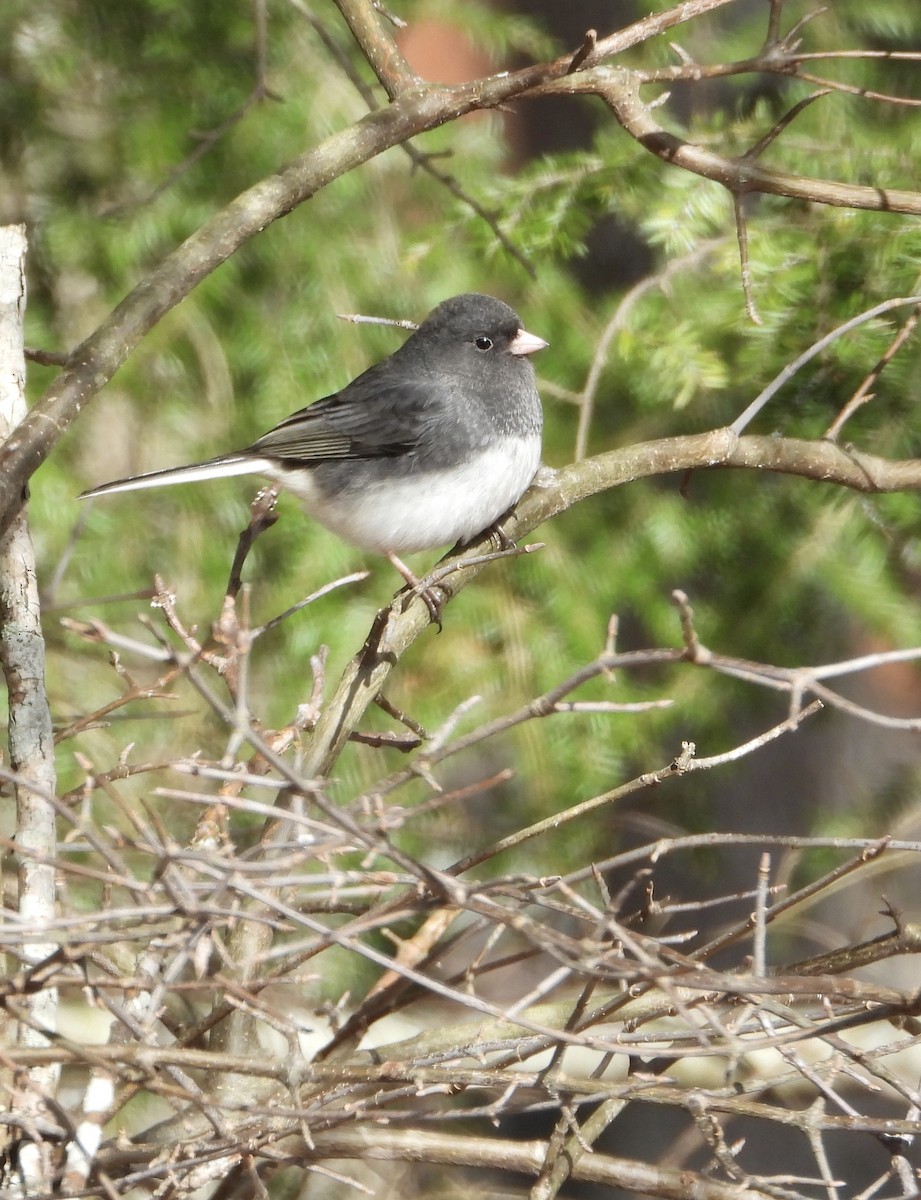 ユキヒメドリ - ML647785628