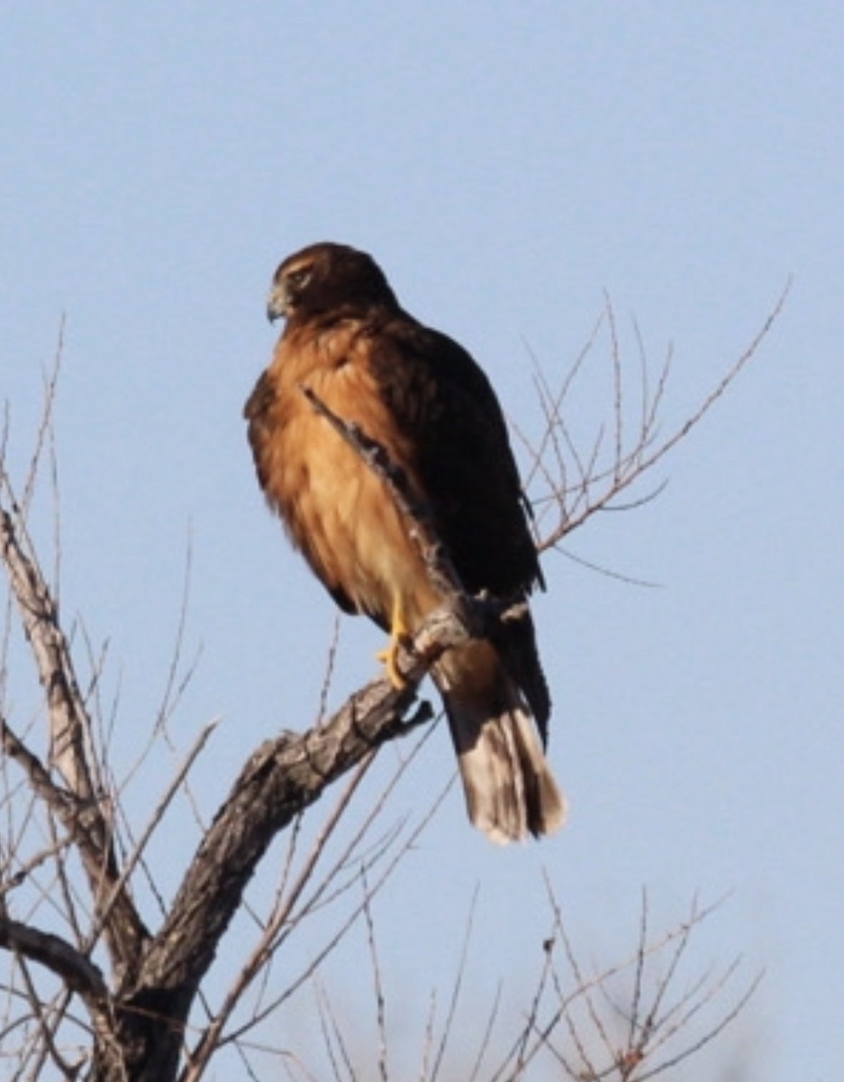 アメリカハイイロチュウヒ - ML647785634