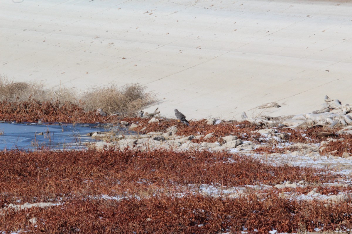 アメリカハイイロチュウヒ - ML647785635