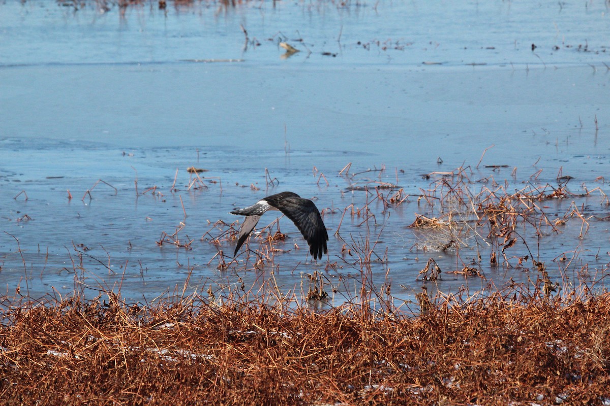 アメリカハイイロチュウヒ - ML647785636
