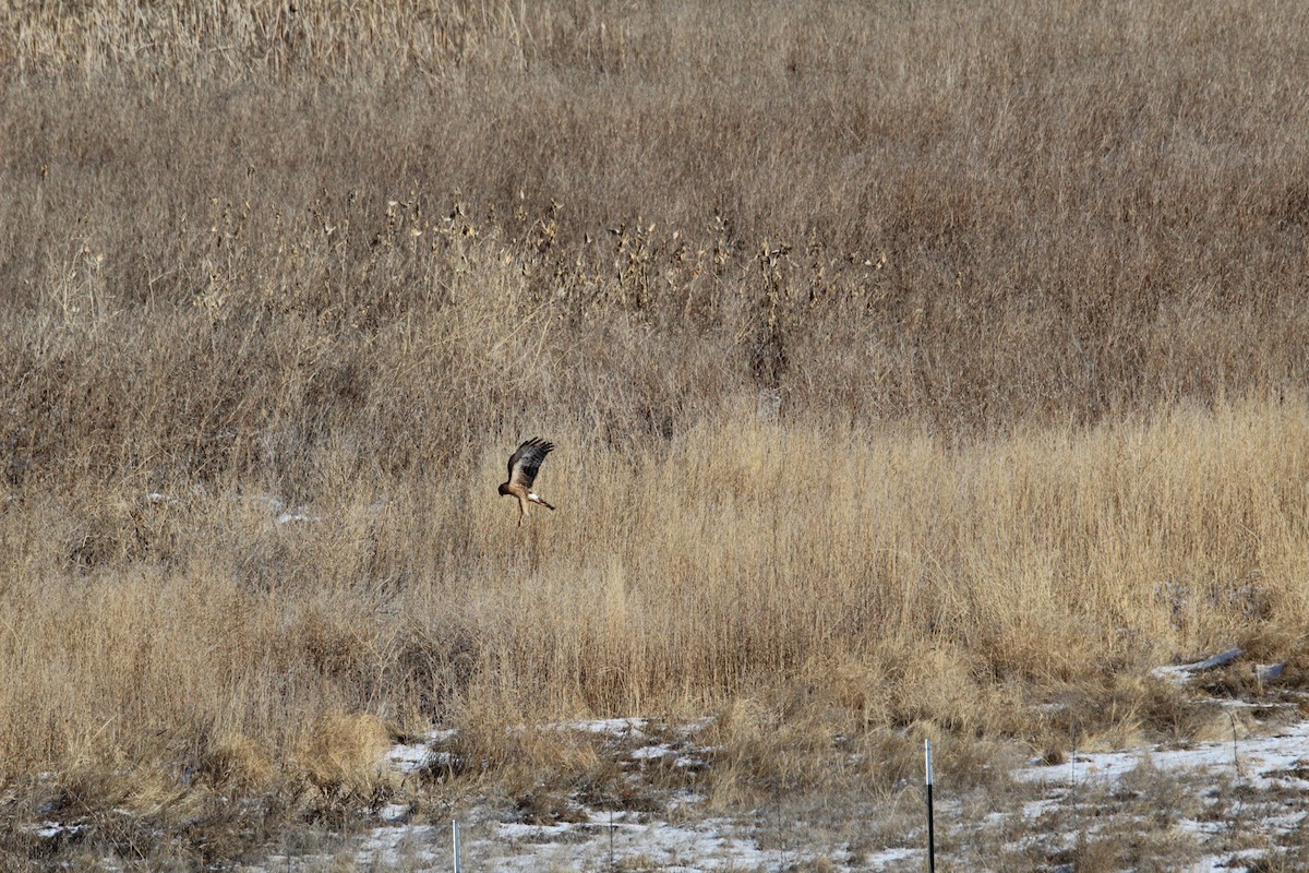 アメリカハイイロチュウヒ - ML647785637