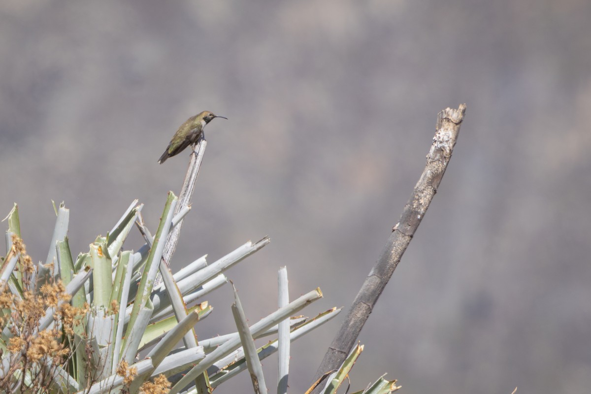 アンデスヤマハチドリ - ML647785638