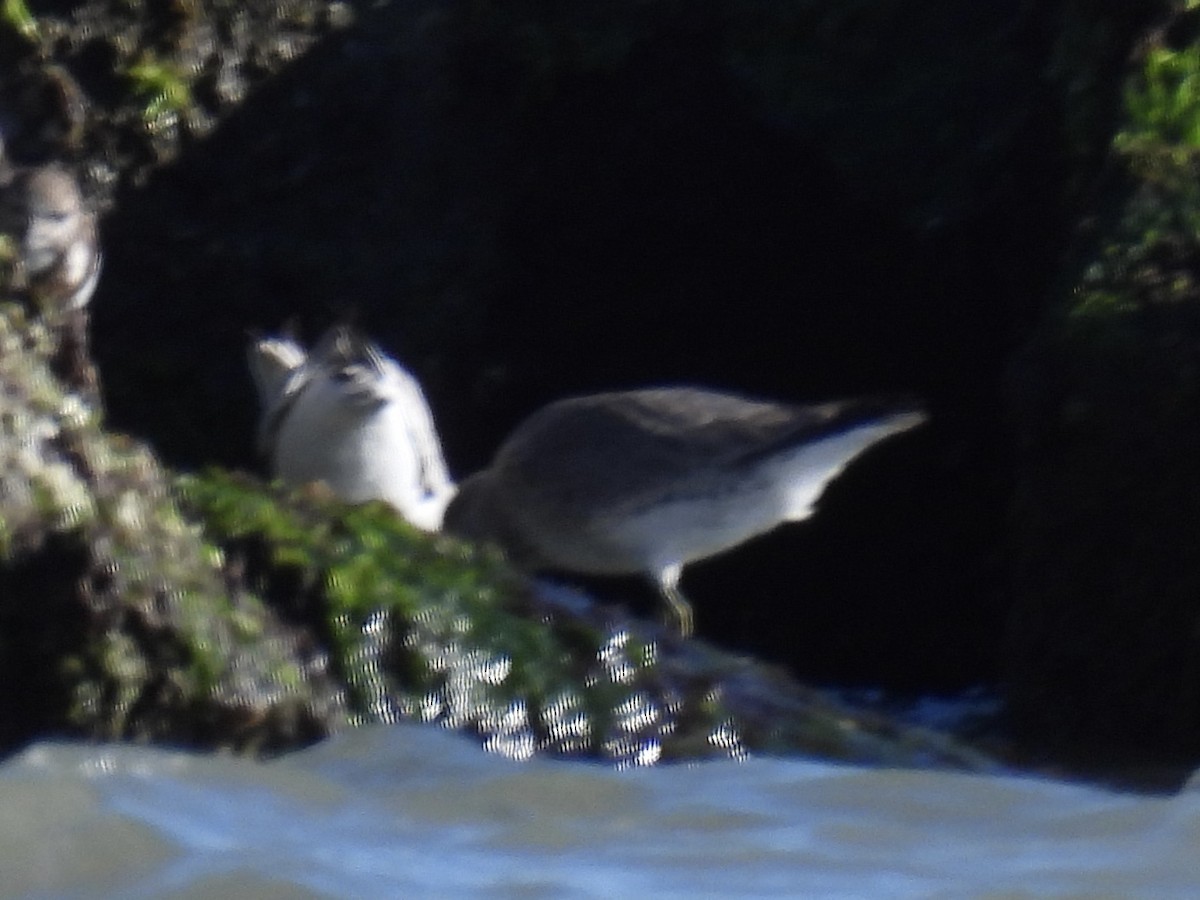 ムラサキハマシギ - ML647785639