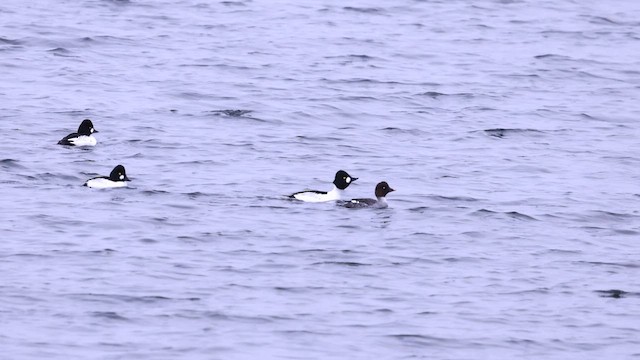 Гоголь зеленоголовий - ML647785641