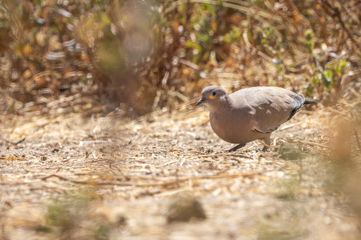 ハグロハシリバト - ML647785642