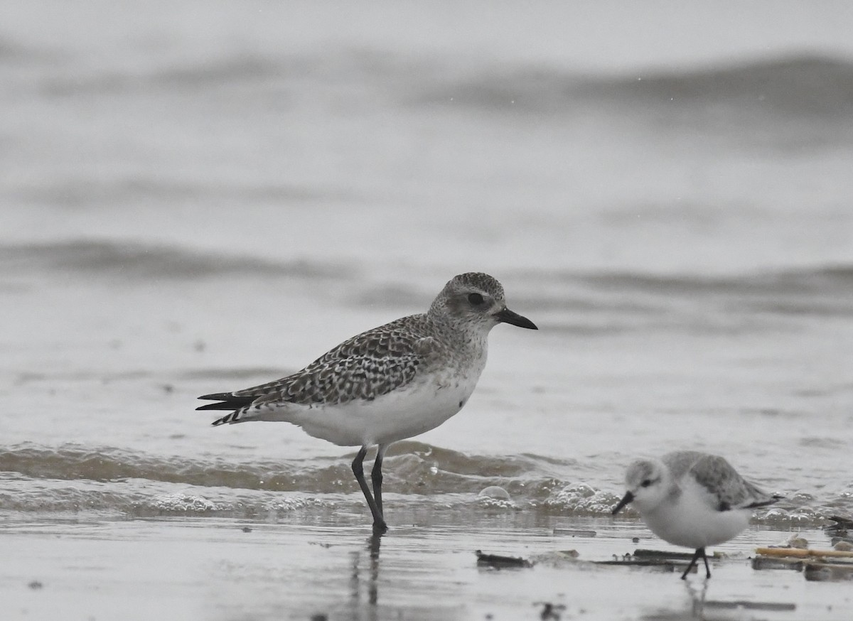 ダイゼン - ML647785644