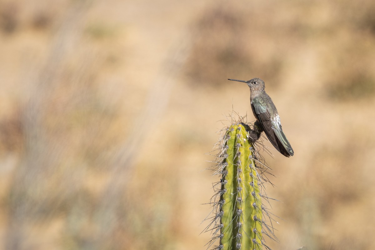 オオハチドリ - ML647785646