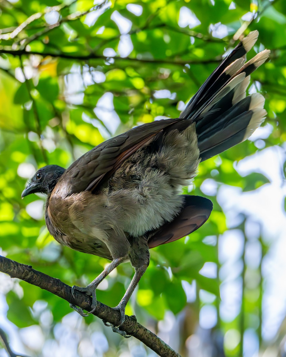 ハイガシラヒメシャクケイ - ML647785649