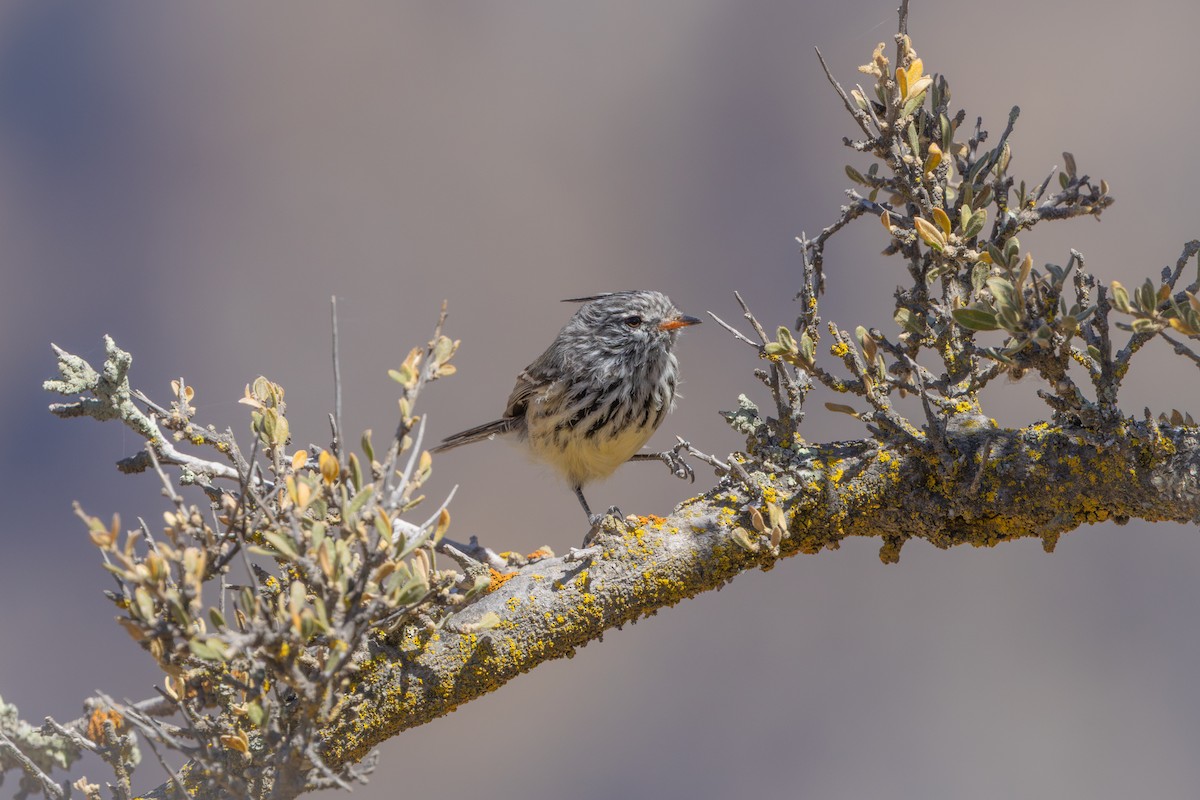 キバシカラタイランチョウ - ML647785652