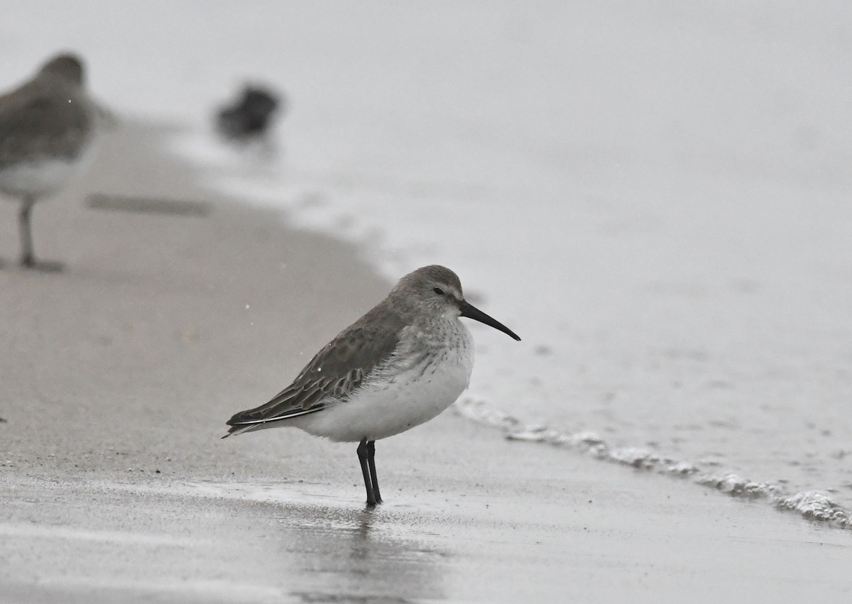 ハマシギ - ML647785653