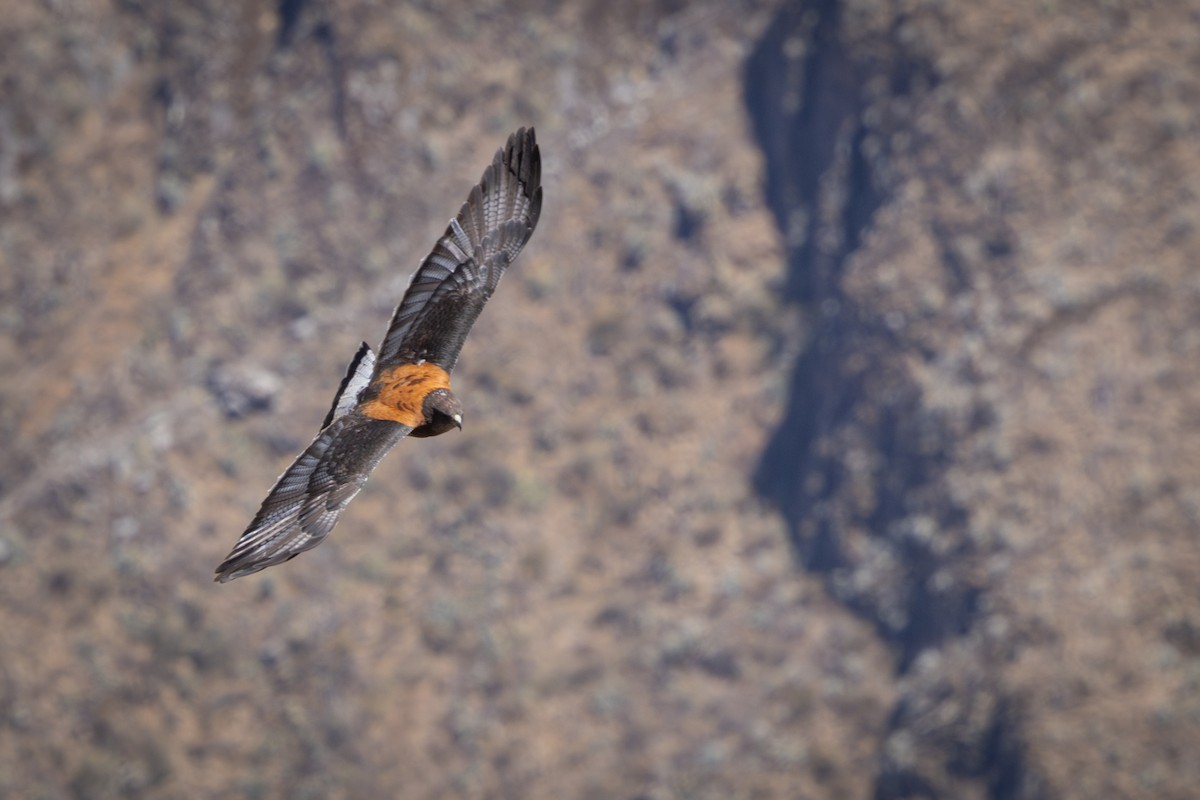 セアカノスリ（Puna） - ML647785656