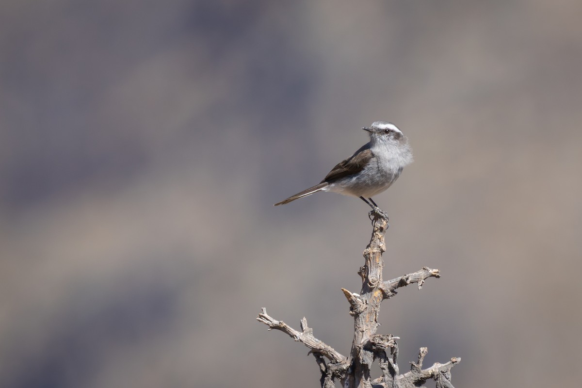 マミジロヒタキタイランチョウ - ML647785665